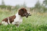 SPRINGER SPANIEL 062